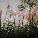 Il Giardino Degli Iris לינה וארוחת בוקר אלגהרו