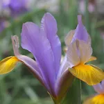 לינה וארוחת בוקר Il Giardino Degli Iris