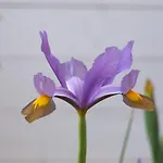 לינה וארוחת בוקר Il Giardino Degli Iris אלגהרו