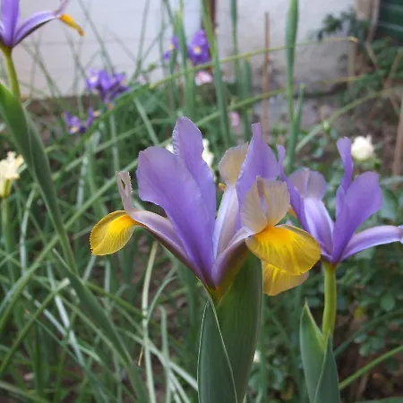فندق مبيت وإفطار Il Giardino Degli Iris 3*