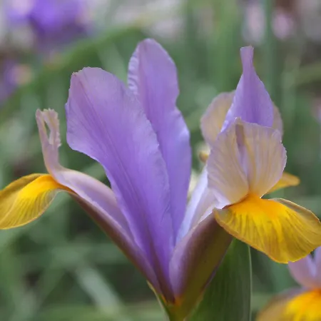 לינה וארוחת בוקר Il Giardino Degli Iris