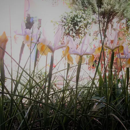 Il Giardino Degli Iris Panzió Alghero