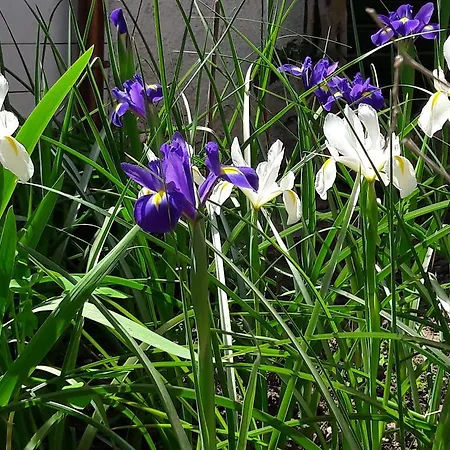Frühstückspension Il Giardino Degli Iris Alghero