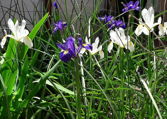 Nocleg ze śniadaniem Il Giardino Degli Iris Alghero