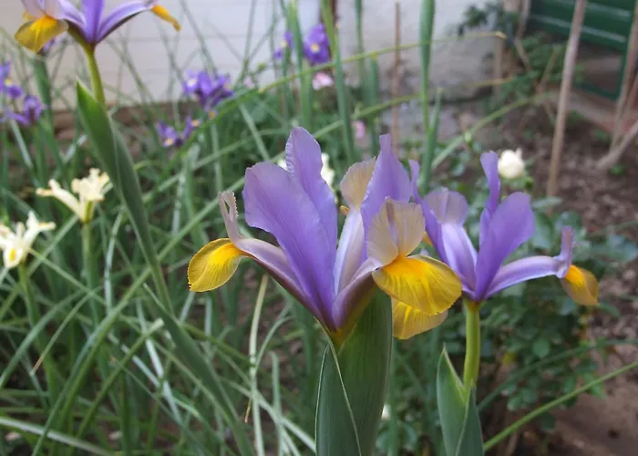 Frühstückspension Il Giardino Degli Iris 3*