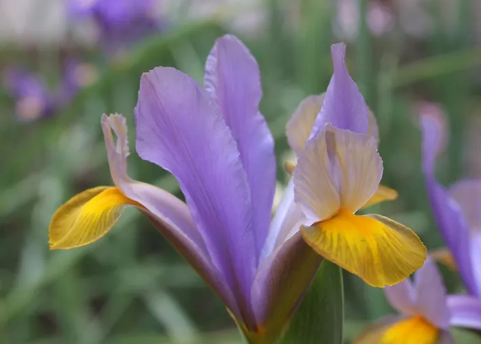 Frühstückspension Il Giardino Degli Iris