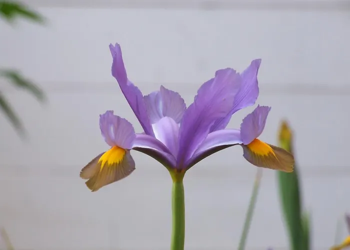 Frühstückspension Il Giardino Degli Iris Alghero