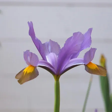 Bed & Breakfast Il Giardino Degli Iris Alghero