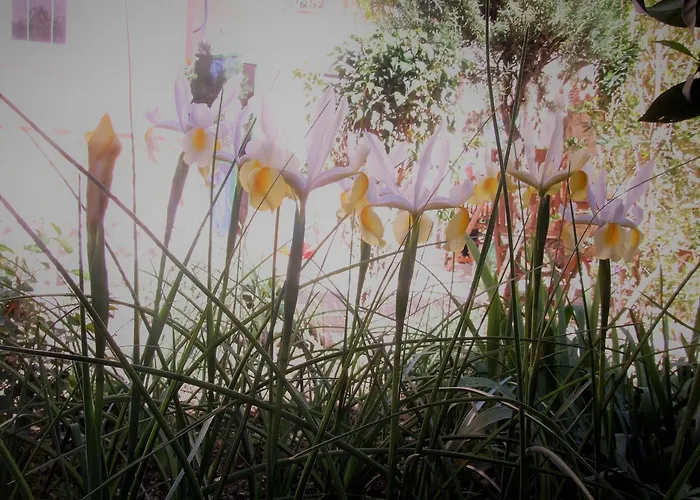 Il Giardino Degli Iris Frühstückspension Alghero